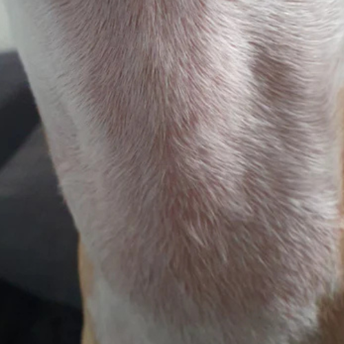 Cvreoz Vet-recommended Itch Relief Drops