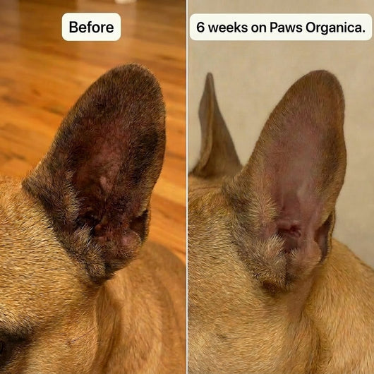 Vet-recommended Itch Relief Drops (New Formula)