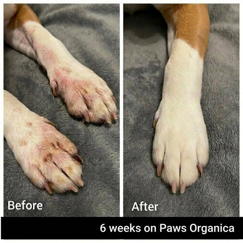 Vet-recommended Itch Relief Drops