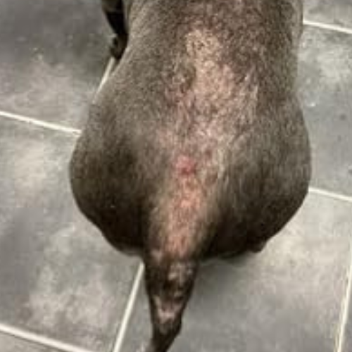 Cvreoz Vet-recommended Itch Relief Drops