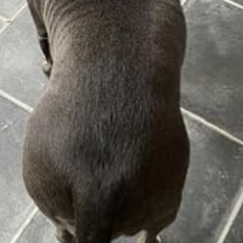 Cvreoz Vet-recommended Itch Relief Drops