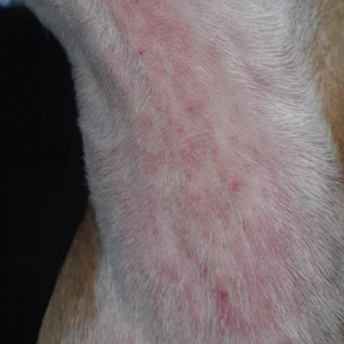 Cvreoz Vet-recommended Itch Relief Drops